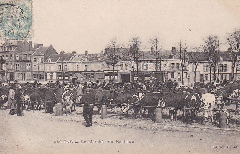 Fichier:CPA-Amiens-le-marche-aux-bestiaux-edition-Raoult.jpg