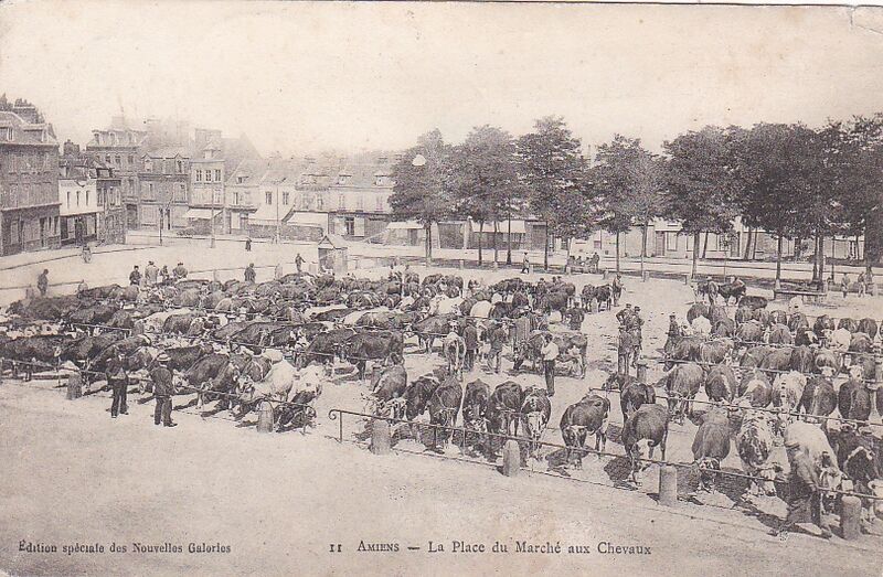Fichier:CPA-Amiens-la-place-du-marche-aux-chevaux-Editions-Nouvelles-Galeries.jpg